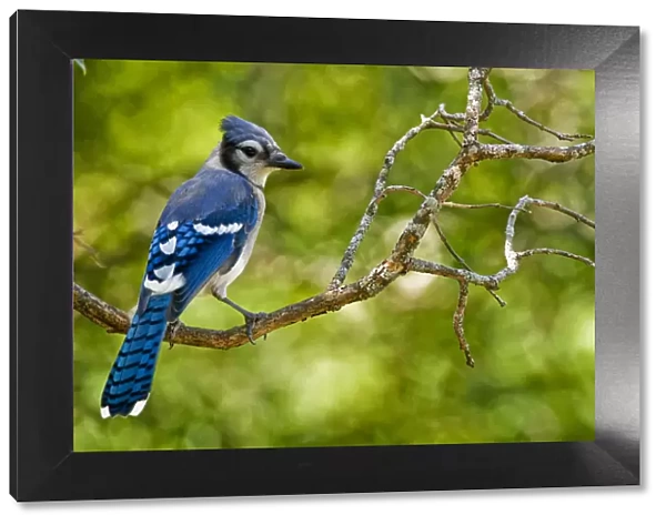 Blue Jay. A Blue Jay on a branch, green leaf colour in behind
