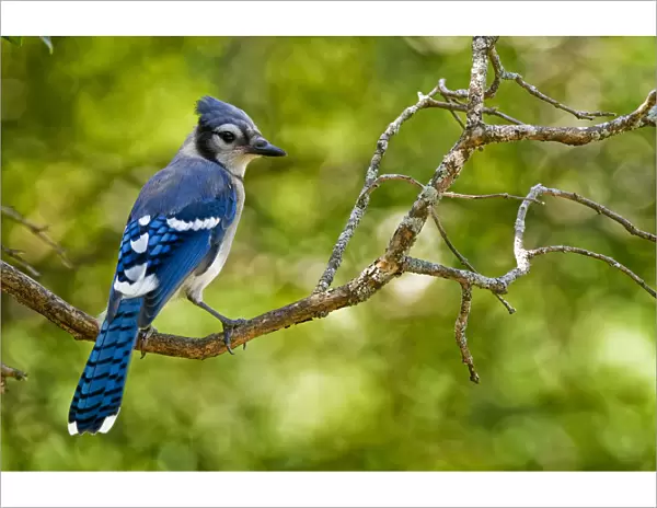 Blue Jay. A Blue Jay on a branch, green leaf colour in behind