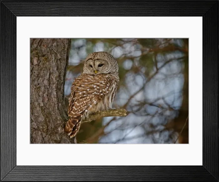 Framed Print : Barred Owl Framed Print : Barred Owl