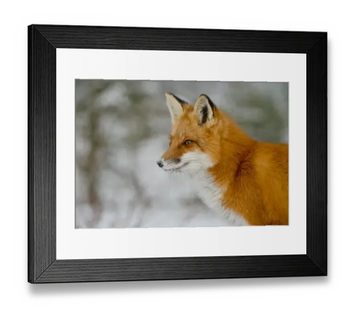 Framed Print : Red Fox. A portrait of a Red Fox Framed Print : Red Fox. A portrait of a Red Fox