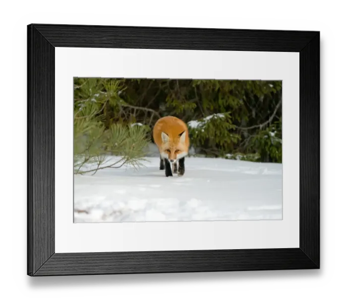 Framed Print : Red Fox In Winter Framed Print : Red Fox In Winter