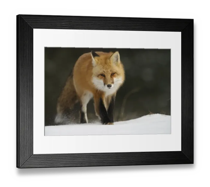 Framed Print : Red Fox. A Red Fox walking in the winter snow Framed Print : Red Fox. A Red Fox walking in the winter snow