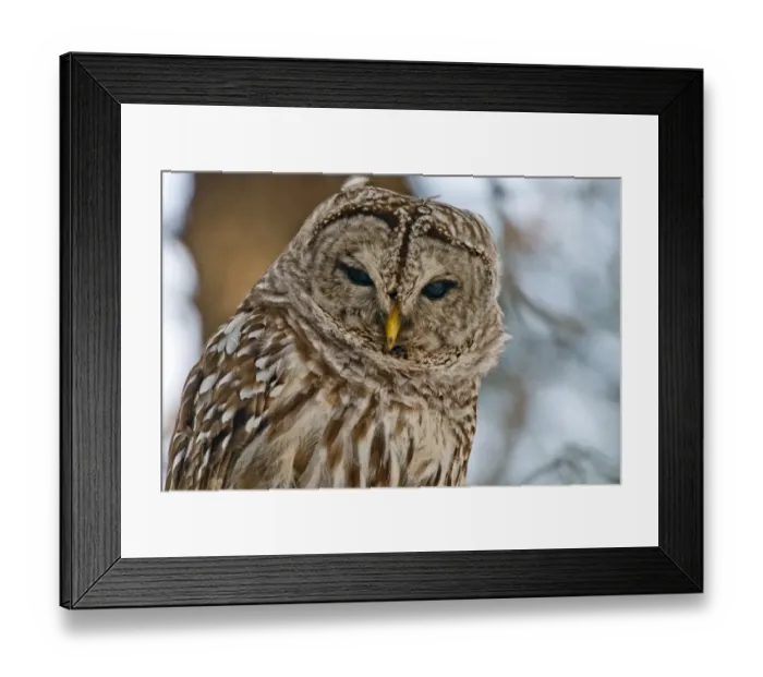 Framed Print : Barred Owl Framed Print : Barred Owl