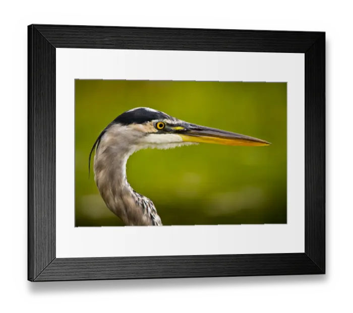 Framed Print : Blue Heron Framed Print : Blue Heron
