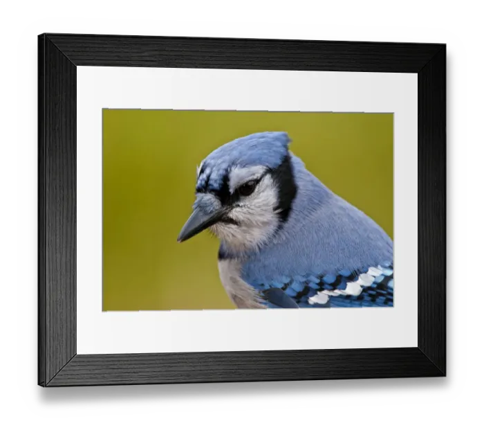Framed Print : Blue Jay. A closeup photograph of a Blue Jay Framed Print : Blue Jay. A closeup photograph of a Blue Jay