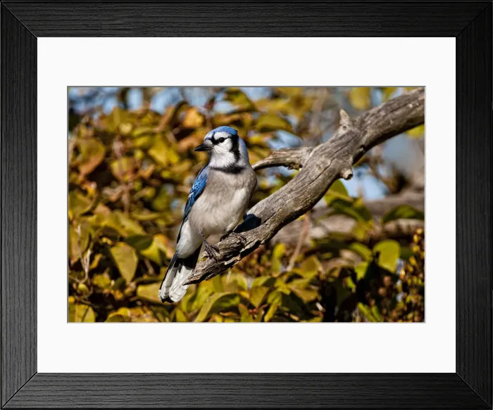 Framed Print : Blue Jay. A Blue Jay on a branch with fall leaf colour behind Framed Print : Blue Jay. A Blue Jay on a branch with fall leaf colour behind