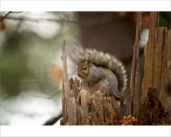 Gray Squirrel On Tree Stump