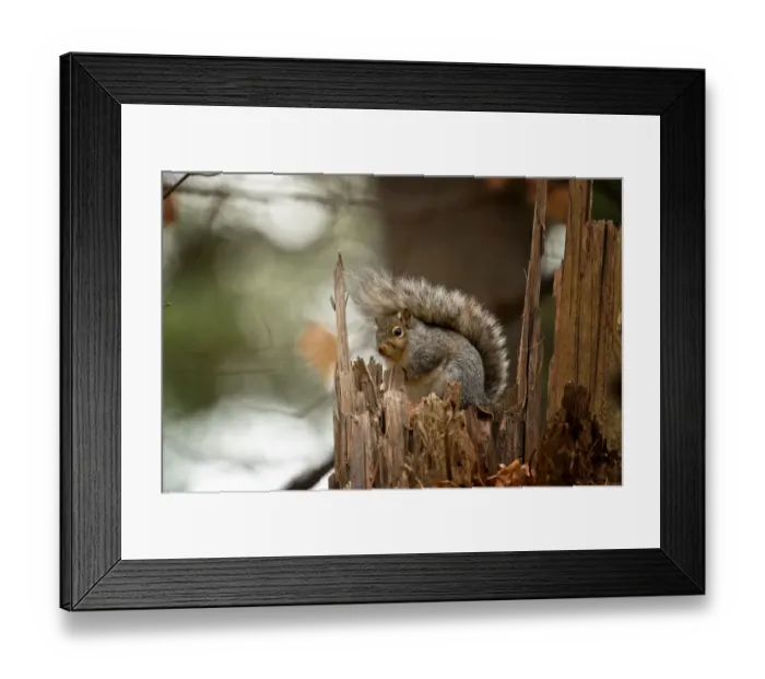Framed Print : Gray Squirrel On Tree Stump Framed Print : Gray Squirrel On Tree Stump