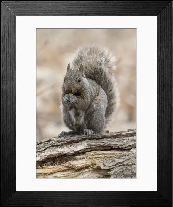 Framed Print : Gray Squirrel