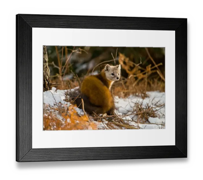 Framed Print : Pine Marten Framed Print : Pine Marten