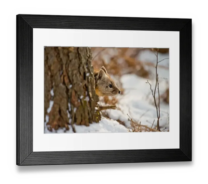 Framed Print : Pine Marten Framed Print : Pine Marten