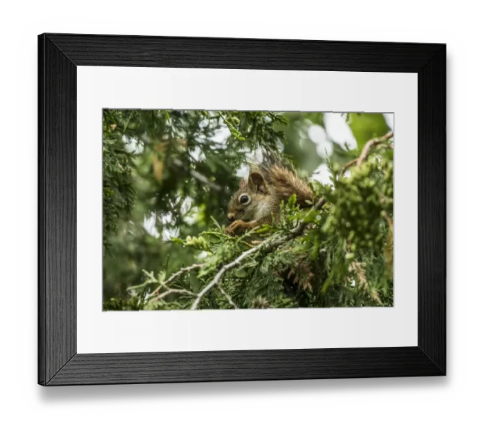 Framed Print : Red Squirrel Framed Print : Red Squirrel