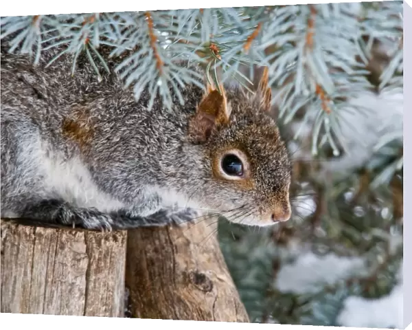Gray Squirrel Hiding