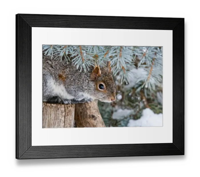 Framed Print : Gray Squirrel Hiding Framed Print : Gray Squirrel Hiding
