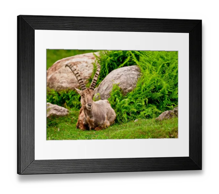 Framed Print : Ibex Resting Framed Print : Ibex Resting
