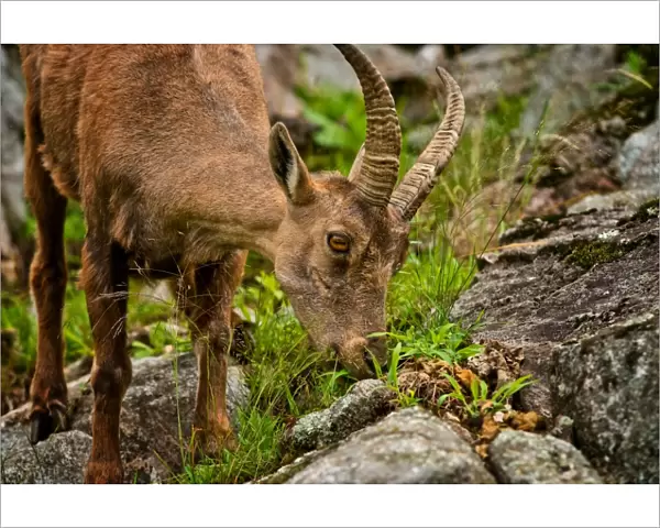Feeding Ibex