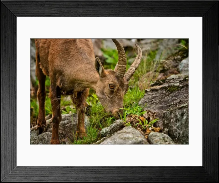 Framed Print : Feeding Ibex Framed Print : Feeding Ibex