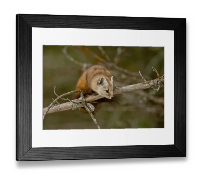 Framed Print : Pine Marten On Branch Framed Print : Pine Marten On Branch