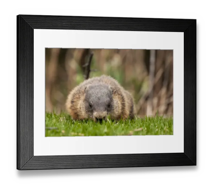 Framed Print : Groundhog Eating Grass Framed Print : Groundhog Eating Grass