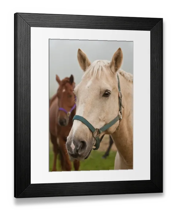 Framed Print : Horses. A portrait photograph with two horses Framed Print : Horses. A portrait photograph with two horses