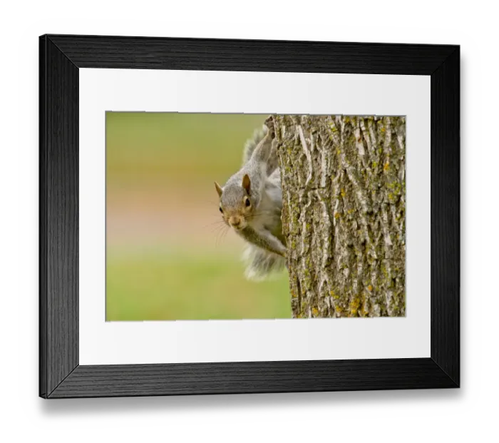 Framed Print : Gray Squirrel On Tree Framed Print : Gray Squirrel On Tree