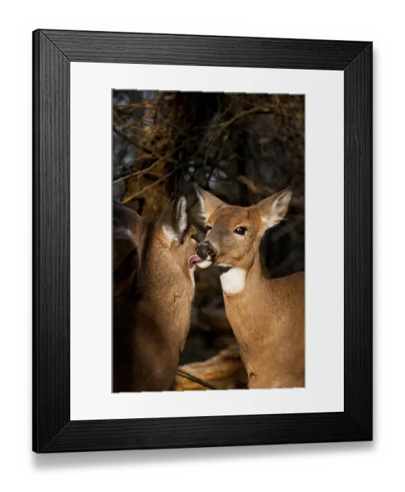 Framed Print : Two White-tailed Deer Framed Print : Two White-tailed Deer