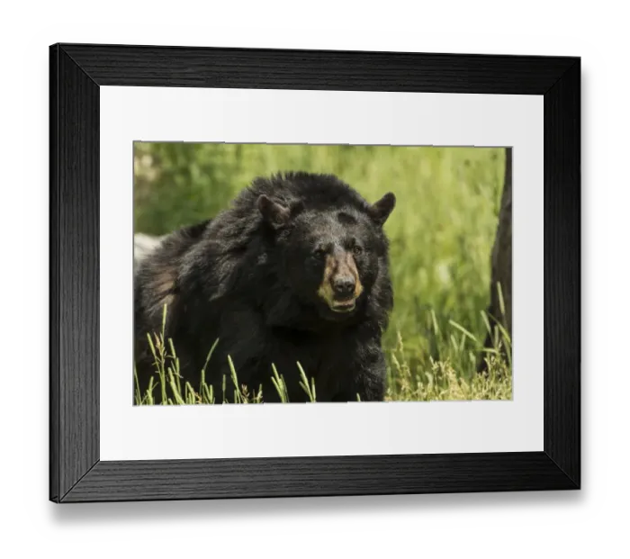 Framed Print : Black Bear