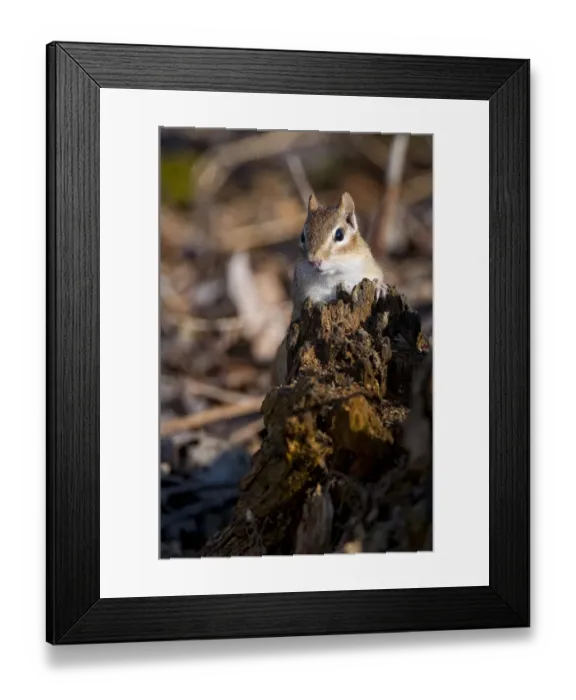 Framed Print : Chipmunk On Tree Stump