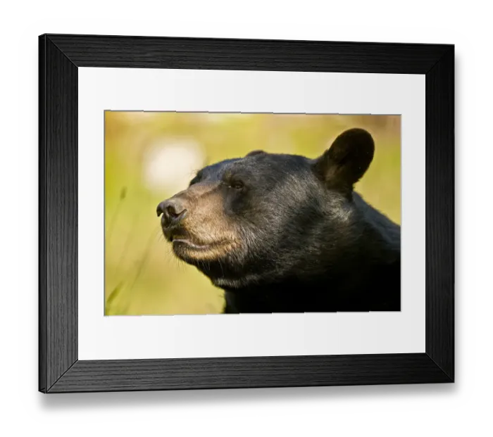 Framed Print : Black Bear Framed Print : Black Bear