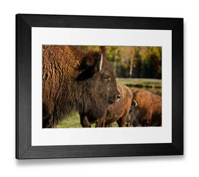 Framed Print : Bison. A Bison adult is in the foreground with others in behind Framed Print : Bison. A Bison adult is in the foreground with others in behind