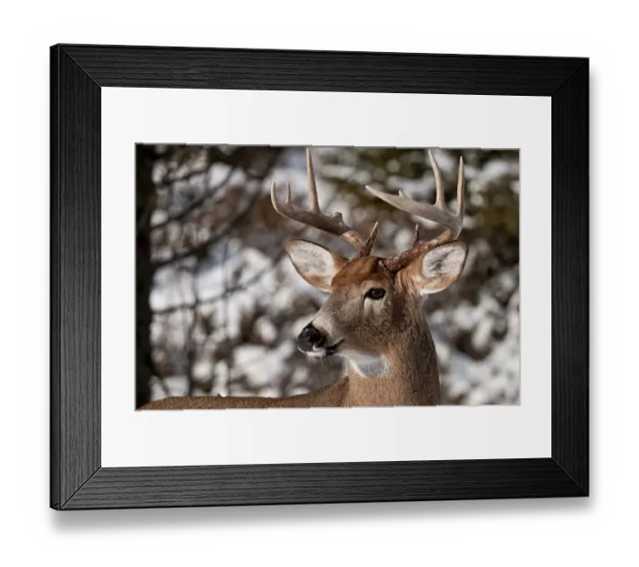 Framed Print : White-tailed Deer Buck Framed Print : White-tailed Deer Buck