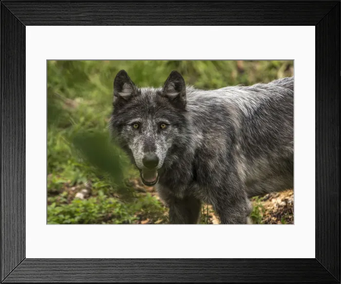 Framed Print : Black Wolf Framed Print : Black Wolf