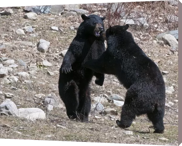 Dueling Black Bears