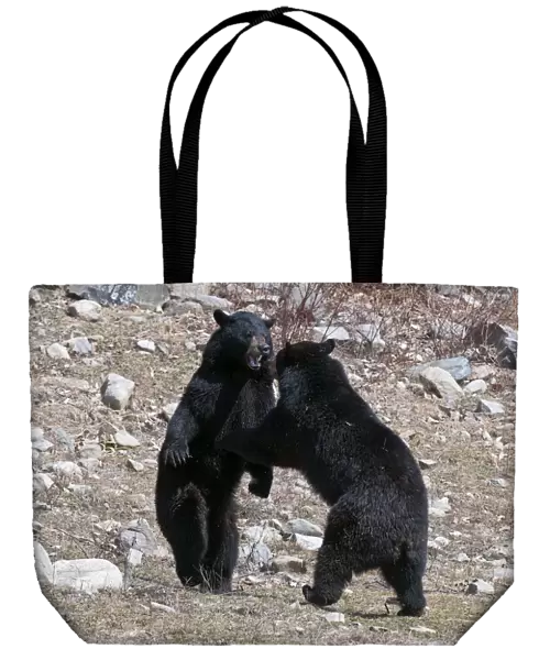 Dueling Black Bears