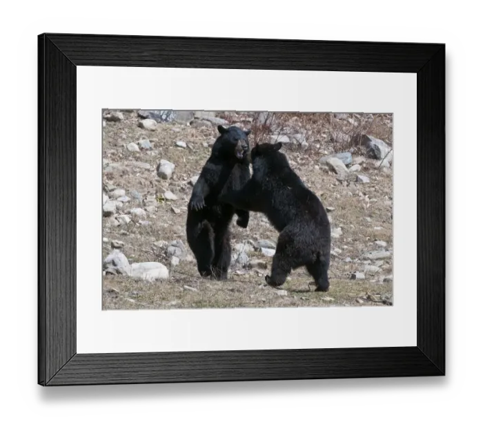 Framed Print : Dueling Black Bears Framed Print : Dueling Black Bears