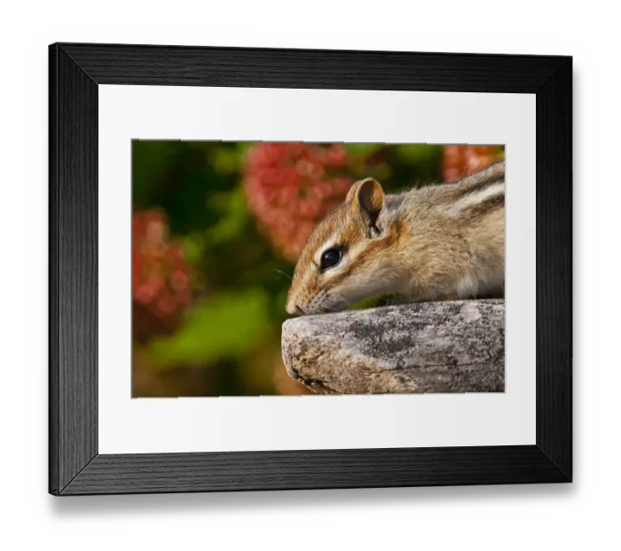 Framed Print : Chipmunk On Rock Framed Print : Chipmunk On Rock