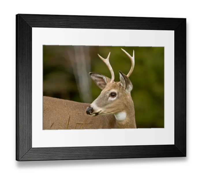 Framed Print : White-tailed Deer Buck Framed Print : White-tailed Deer Buck