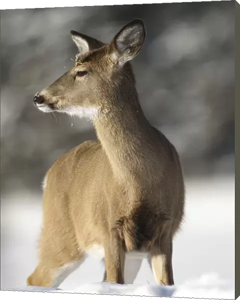 Deer In Winter