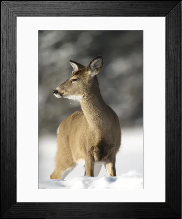 Framed Print : Deer In Winter