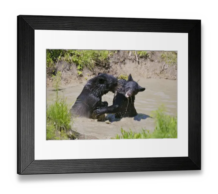 Framed Print : Black Bear Cubs Playing