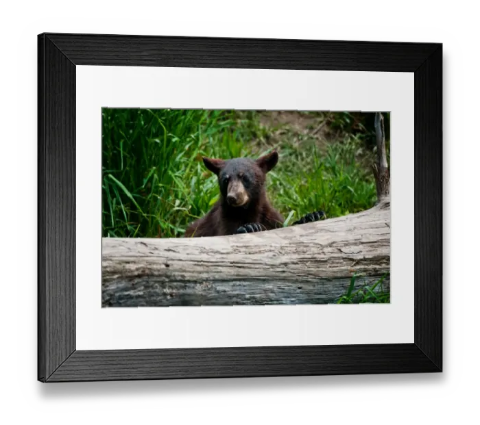 Framed Print : Black Bear Cup Framed Print : Black Bear Cup