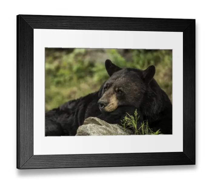 Framed Print : Black Bear And Rock