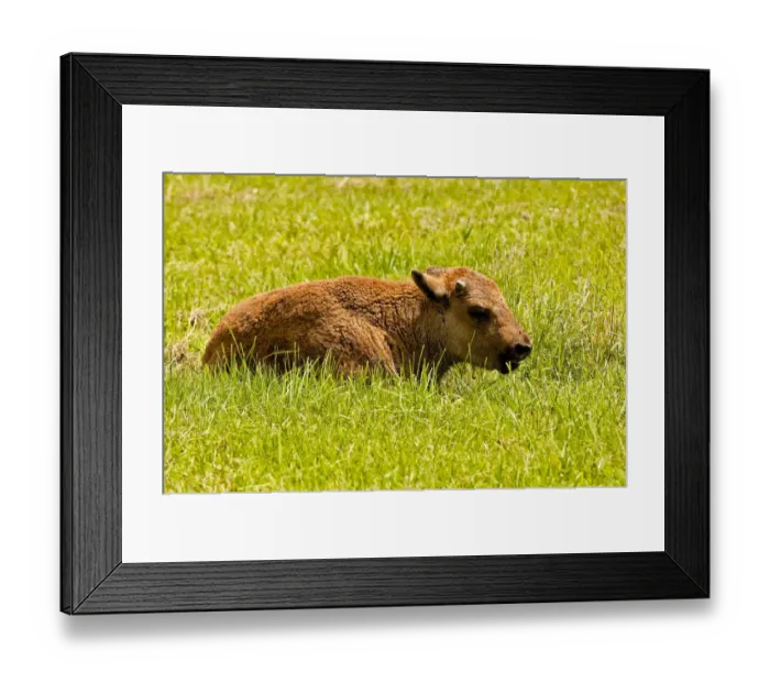 Framed Print : Bison Calf Framed Print : Bison Calf