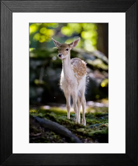 Framed Print : Fallow Deer Fawn Framed Print : Fallow Deer Fawn