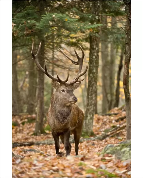 Bull Elk. A Bull Elk is standing in the forest with fall coloured leaves on the ground