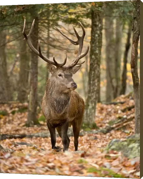 Bull Elk. A Bull Elk is standing in the forest with fall coloured leaves on the ground