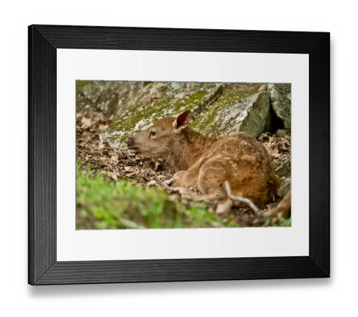 Framed Print : Elk Fawn. A very young Elk is lying on the ground Framed Print : Elk Fawn. A very young Elk is lying on the ground