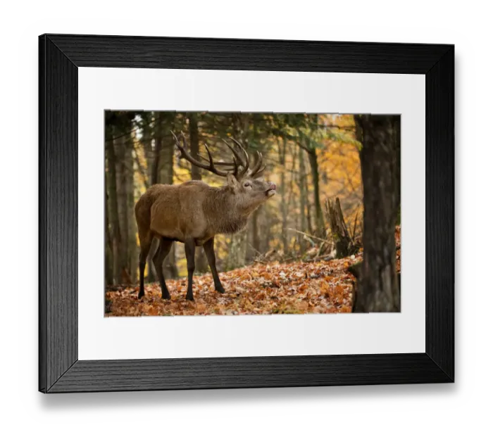 Framed Print : Bull Elk Bugeling Framed Print : Bull Elk Bugeling