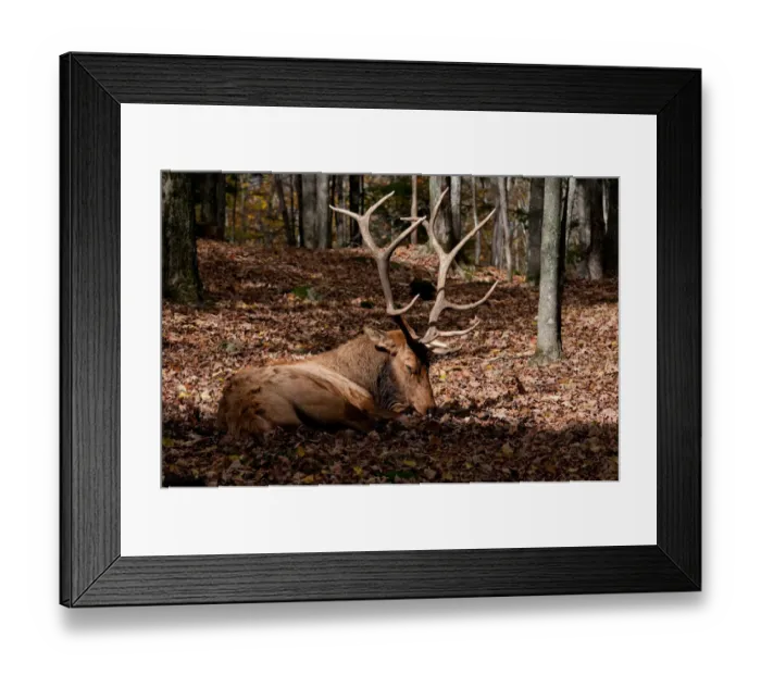 Framed Print : Resting Bull Elk Framed Print : Resting Bull Elk