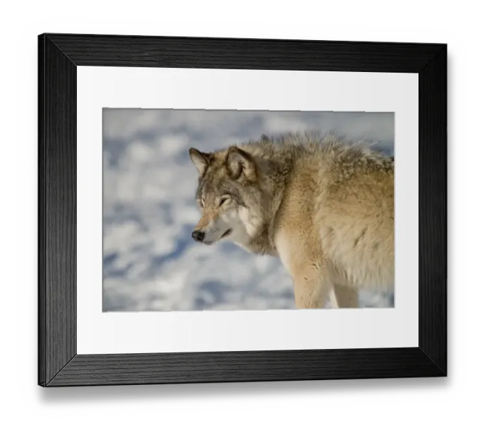 Framed Print : Gray Wolf. A gray wolf looking left on the winter time Framed Print : Gray Wolf. A gray wolf looking left on the winter time